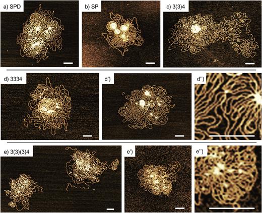 FIG. 3. AFM images of T4 DNA in the presence of various concentrations of polyamines: (a) 500 μM; (b) 10 μM; (c) 10 μM; (d) 2 μM; (d′) 5 μM; (e) 1.6 μM and (e′) 3 μM. (d″) and (e″) are magnified images of (d′) and (e′), respectively. Scale bar is 0.2 μm. All specimens were gently adsorbed on the flattened mica surface without shear stress. The DNA concentration is 0.2 μM in nucleotide units.