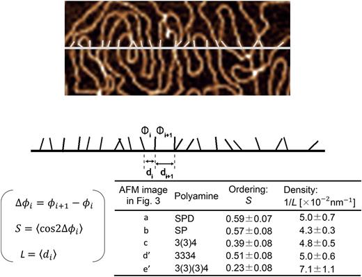 FIG. 6. Schematic representation of the procedure used to evaluate the order parameter S and the density 1/L from AFM images. S and 1/L are calculated from the equations S=⟨cos2Δϕi⟩ and L=di, where ⟨*⟩ is the ensemble average. The lower table shows S and 1/L based on the AFM images in Figs. 3(a)–3(c), 3(d′), and 3(e′).