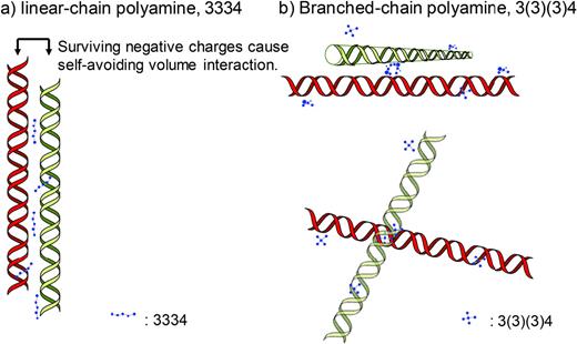 FIG. 7. Schematic illustration of different modes of interaction between double-stranded DNA and polyamines just before compaction. (a) Self-avoiding volume interaction between DNA segments induces parallel alignment; (b) high basicity of 3(3)(3)4 promotes “bridging” of DNA segments even when repulsive negative charge survives.