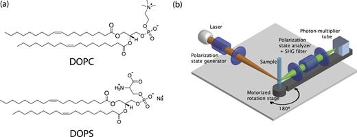Characterization of the interface of binary mixed DOPC:DOPS liposomes ...