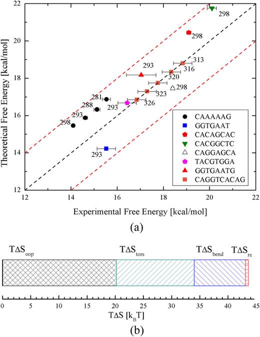 FIG. 5. (a) Comparison of activation free energies in kcal/mol from experiments and theory for different DNA sequences at different temperatures. Equation (29) was used to estimate the ratio between the persistence lengths. The numbers next to each data point mark the temperature of each measurement in K. The black dashed diagonal marks the ideal collapse of experiments and theory. Red dashed lines mark the cutoff of 2 kcal/mol from the center line. (b) Contribution of each entropy term from Eq. (18) to the activation entropy of the DNA duplex CAAAAAG. From left to right, out-of-phase entropy (black), torsional entropy (green), bending entropy (blue), and correction due to curvature effects (red). (1 kBT ≈ 0.5922 kcal/mol at 298.15 K.)