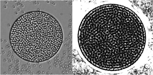 FIG. 1. A frame from the experimental video data (left) and a plot of the tracks of the particle trajectories over 1000 consecutive frames (59 s duration) with η = 0.72. The cavity diameter is 40 μm (25 particle diameters).
