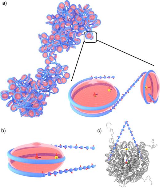 FIG. 1. Topology of the 1CPN model. Nucleosomes are represented by a single anisotropic site (red ellipsoid with blue tube). DNA is represented as a twistable wormlike chain (blue spheres), and the dyad is included within the excluded volume of the nucleosome in order to stabilize the entering/exiting nucleosomal DNA (yellow sphere). The f^,v^,û vectors that denote the orientation of each site are given by red, green, and blue arrows, respectively. (a) Chromatin fiber and two nucleosomes, (b) single 1CPN nucleosome, and (c) 1CPN nucleosome overlaid on 1KX5 crystal structure.