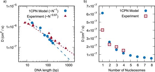 FIG. 10. Comparison 1CPN model dynamics compared to experimental measurements. (a) Diffusion constant of DNA for different DNA lengths. Experimental data are from Refs. 108–112. (b) Diffusion constant for chromatin fibers of different lengths. Experimental data are from Refs. 88–91.