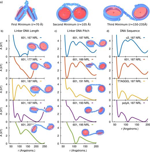 FIG. 11. Effect of linker DNA parameters on two-nucleosome fiber. (a) Molecular configurations for different nucleosome-nucleosome separation distances, r. (b) Effect of linker DNA length on two-nucleosome pair-potential for 601 positioning sequence. (c) Effect of linker DNA rotational phase on pair-potential. Nucleosome repeat lengths that differ by 2 bp correspond to equilibrium phase shifts of 72°. (d) Effect of DNA sequence on pair-potential. DNA sequence dependence is incorporated as described in Sec. IV D.