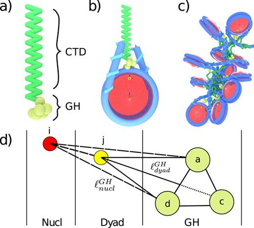 FIG. 4. The linker histone in the 1CPN model. A representation of (a) the independent linker histone, (b) the chromatosome particle consisting of the linker histone binding at the dyad axis and a 167 base pair nucleosome core particle, and (c) a condensed 12 nucleosome fiber with linker histones included. (d) A schematic representation of the bonds between the nucleosome and dyad sites with the globular head.