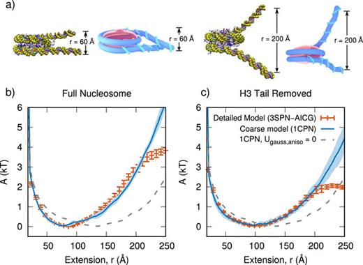 FIG. 8. Free energy of partial nucleosome unwrapping for the 3SPN-AICG model (points) and 1CPN model (lines).