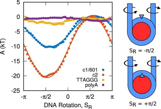 FIG. 9. Free energy of nucleosomal DNA rotation for the 3SPN-AICG model (points) and 1CPN model (lines). Different colors denote different DNA sequences.