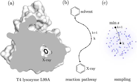 FIG. 1. Sampling of ligand unbinding pathways using the presented biased MD method. As an example, the unbinding of benzene from T4 lysozyme L99A along a reaction pathway is shown. The unbinding is initiated from the bound state (X-ray binding site) of the T4L-benzene complex and ends once the ligand reaches the solvent. (a) The cross section through the X-ray structure of T4L shows no apparent tunnels for benzene to leave the protein, which means that the protein must undergo structural changes to open possible exits. (b) A reaction pathway characterizing atomistically the unbinding along the transient exit tunnel is identified locally during the MD simulations. (c) Namely, to determine the (k + 1)th intermediate, the conformations of benzene are sampled in the neighborhood of the kth intermediate (constrained by the sampling radius). Then, from the sampled ligand conformations, the optimal direction of biasing is calculated by selecting the ligand conformation which has the lowest loss function score.