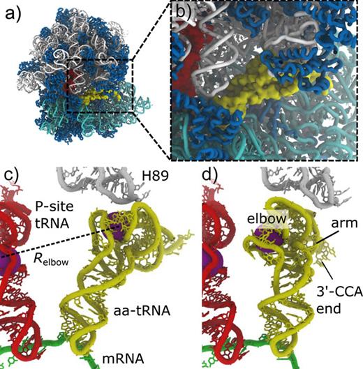 FIG. 1. Aminoacyl-tRNA (aa-tRNA) accommodation on the ribosome. (a) The bacterial 70S ribosome is composed of 23S (white) and 16S (cyan) rRNA, as well as approximately 50 proteins (blue). During the elongation cycle, tRNA molecules (yellow, red) bind and transit through the ribosome. (b) When aa-tRNA is delivered to the ribosome by EF-Tu, it adopts the A/T conformation. (c) Simulated snapshot of A/T-like conformation of aa-tRNA, shown with the P-site tRNA (red), mRNA (green), and ribosomal helix 89 (white). In the current study, tRNA movement is described by the coordinate Relbow (distance between O3′ atoms of U8 in the P-site tRNA and U60 in the aa-tRNA, purple spheres). (d) During the first substep of accommodation, the aa-tRNA molecule adopts an elbow-accommodated conformation, where the aa-tRNA arm and 3′-CCA end are not yet bound to the A site.25,34 Molecular representations generated with Visual Molecular Dynamics (VMD).37