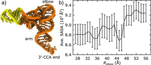 FIG. 4. Solvent Accessible Surface Area (SASA) of aa-tRNA correlates with the diffusion coefficient. (a) The surface area of each atom was calculated based on all tRNA and ribosomal atoms. From this, we evaluated the average SASA associated with atoms in the aa-tRNA elbow, arm, and 3′-CCA end (residues 1–24, 44–76 shown in orange). (b) The average SASA value (standard deviation shown as error bars), as a function of Relbow, reveals a decrease as the aa-tRNA initially accommodates (Relbow = 46–48 Å), which is consistent with the observed decrease in D [Fig. 2(b)].