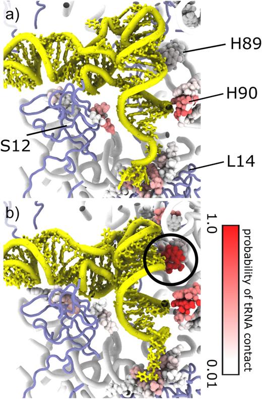 FIG. 5. Formation of tRNA-ribosome contacts rationalizes position-dependent diffusion. (a) Representative simulated snapshot (aa-tRNA, yellow; 23S rRNA, white tube; proteins, blue tubes) for Relbow ∼ 56 Å. Residues shown as spheres form contacts (4 Å cutoff) with the tRNA in at least 1% of the simulated frames for which Relbow = 56 ± 1 Å (A/T ensemble). Spheres are colored by the probability of each residue forming contacts with aa-tRNA. Proteins S12 and L14, as well as helix 90, show moderate probabilities (&lt;0.5) although the tRNA elbow makes few contacts. (b) Same as panel (a), for Relbow = 48 ± 1 Å. There is a high probability (&gt;0.95) of forming contacts with ribosomal helix 89 (circled), consistent with lower values of D. As accommodation continues and the tRNA enters the A site (i.e., lower values of Relbow), a high frequency of contacts is maintained (Fig. S2), consistent with lower values of D.