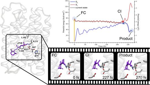 FIG. 5. Molecular dynamics simulation of proteorhodopsin.
