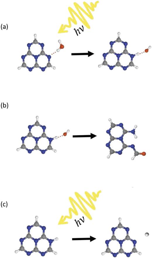 (a) A photon triggers the H-atom transfer reaction from water to the Hz chromophore, forming the HzH⋯OH radical pair. (b) The HzH and OH radicals can recombine in a dark reaction to form photohydrates of Hz. (c) Photodetachment of the excess hydrogen atom from the HzH radical.
