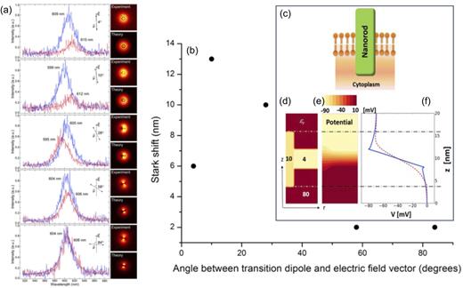 FIG. 4. (a) Emission spectra of five randomly oriented type-II ZnSe/CdS NRs in the presence and absence of the applied electric field. The orientations of the emission transition dipoles of these NRs are shown as μ by black arrows, and the direction of the applied electric field is shown as E. The images acquired by defocused imaging experimentally and theoretically are shown on the right. (b) The QCSE spectral shift as a function of the angle between the emission transition dipole and the applied electric field. The inset shows calculated potential of the inserted NR in the membrane. (c) Schematic of NR embedded in the membrane. (d) Dielectric constants: εr, intra- and extracellular, 80 (red); lipid, 4 (yellow); and NR, 10 (dark yellow). The εr-values at the boundaries and interfaces are averaged. (e) Color map of the calculated potential profile of geometry when Vm = 70 mV. (f) One-dimensional potential profile across the NR (dashed red line) and outside of the NR (solid blue line). (Dashed-dotted black lines) Top and bottom of the NR. Reproduced with permission from Kuo et al., ACS Photonics 5, 4788 (2018). Copyright 2018, American Chemical Society and reproduced with permission from K. Park and S. Weiss, Biophys. J. 112, 703 (2017). Copyright 2017, Author(s), licensed under a Creative Commons Attribution (CC-BY-NC-ND) license.