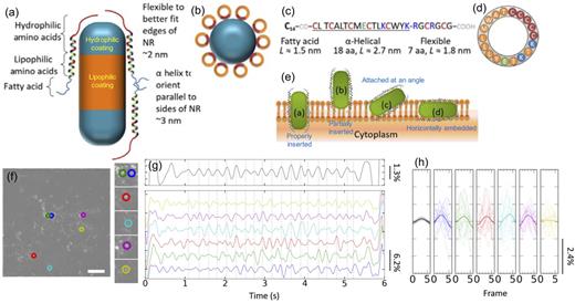 FIG. 5. (a) Schematic cartoon describing surface functionalization with peptide for rendering NR. This functionalization will impart membrane protein-like properties to the NR, favoring its stable, spontaneous insertion into the membrane with proper orientation. (b) Top view of an NR coated with peptide surface ligand. Brown and orange colors depict Cys-rich and lipophilic faces of the α-helical peptide, respectively. (c) The sequence of the designed peptide. C14–CO- stands for the myristoyl acid residue attached to the N-terminal amino group. (d) Wheel diagram corresponding to the a-helical part of the peptide. Color coding is the same as in (a). (e) Schematics of possible pcNR association with the lipid bilayer. (f) Fluorescence image of spiking HEK293 cells stained with pcNRs. A spatially high-pass filter is applied to the image to highlight signals from individual pcNRs and remove background signals. (g) Temporal bandpass-filtered ΔF/F time trace (19 consecutive cycles and 7 frames per cycle) of single/small aggregates of pcNRs from (f). The gray line in the top panel represents ensemble average response. (h) ΔF/F response around every local maximum in the trajectory. The mean ΔF/F’s over 23 cycles are plotted with thicker lines. The gray line in the leftmost panel represents the ensemble average response. Reproduced with permission from Park et al., Sci. Adv. 4, e1601453 (2018). Copyright 2018, Author(s), licensed under a Creative Commons Attribution (CC-BY-NC) license.