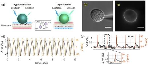 FIG. 6. (a) The FPS beads/DPA FRET pair mechanism. The FPS beads are attached to the extracellular side of the cell membrane; at hyperpolarization, DPA molecules translocate to the outer leaflet of the membrane and closer to the beads, resulting in increased FRET and a decrease in the bead’s fluorescence. Upon depolarization, the DPA molecules redistribute to the inner leaflet and away from the beads, increasing the bead’s fluorescence. A DIC (b) and a fluorescence (c) image of a single HEK cell in the whole-cell patch-clamp mode. The patch electrode is shown in (b). (d) The fluorescence response of FPS beads/DPA FRET pair to the membrane voltage in HEK cells. The voltage was stepped from 0 mV to either +60 or −60 mV and back to 0 mV. The duration of each step was 200 ms. (e) Response kinetics of FPS beads/DPA FRET pair to changes in the membrane voltage in HEK cells. The changes in fluorescence for 20 ms pulses, imaging at a frame rate of 50 Hz, are shown. The membrane potential was stepped from a holding potential of −60 to +60 mV. The HEK cells are labeled with 0.5 nM beads in the presence of 2 µM DPA in the bath solution. Reproduced with permission from Grupi et al., Biophys. Rep. 1, 100007 (2021). Copyright 2021, Author(s), licensed under a Creative Commons Attribution (CC-BY-NC-ND) license.