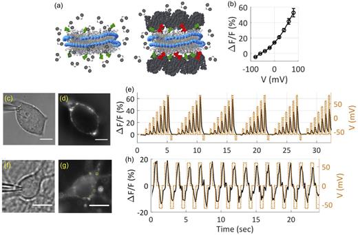 FIG. 7. (a) Schematics of functionalized NDs. NDs are labeled by TF (green) in the presence of DPA (gray hexagons). DPA is in both the solvent and the ND bilayer. NDs are labeled by TF and Cy5-PE (red). The ND bilayer surface is capped by avidin (dark gray), which restricts the distance between DPA and TF. (b) The average change in Cy5 fluorescence emission as a function of membrane potential, relative to the emission at −60 mV. The voltage waveform consisted of varying voltage levels with 20 mV steps for 200 ms at each voltage level and a 400 ms resting period of −60 mV. The optical recording was done at a 10 Hz frame rate. Middle panel—fluorescence response of NDTF, Cy5-DPA to changes in the membrane potential in HEK293 cells. Cells were stained with NDTF, Cy5 and voltage-clamped in the presence of 2 µM DPA. (c) Differential interference contrast (DIC) image and (d) Cy5 fluorescence emission of a patch-clamped HEK293 cell. Scale bars: 10 µm. (e) The signal trajectory of Cy5 fluorescence emission as a function of the membrane potential. Lower panel—fluorescence response of NDTF, Cy5-DPA to changes in the membrane potential in primary cortical neuron cells. Cells were stained with NDTF, Cy5-avidin and voltage-clamped in the presence of 2 µM DPA. (f) DIC image and (g) Cy5 fluorescence emission of a patch-clamped primary cortical neuron. Scale bars: 10 µm. The cells were clamped to a square voltage waveform consisting of 0, 60, 0, and −60 mV voltage levels, each 400 ms in duration. (h) Change in Cy5 fluorescence emission as a function of the membrane potential from NDTF, Cy5 in the region inside the solid yellow square shown in (g). Reproduced with permission from Grupi et al., Biophys. Rep. 1, 100007 (2021). Copyright 2021, Author(s), licensed under a Creative Commons Attribution (CC-BY-NC-ND) license.