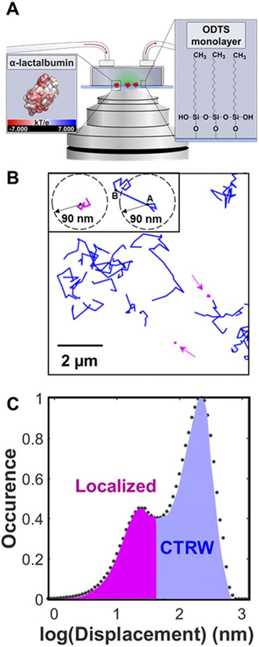 The competing influence of surface roughness, hydrophobicity, and