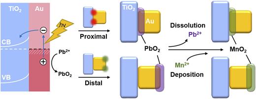 FIG. 1. Schematic illustration of the indirect approach for site-selective introduction of MnO2 onto AuNCs through site-selective deposition of PbO2 based on PICS and galvanic replacement. CB and VB stand for conduction and valence bands, respectively.