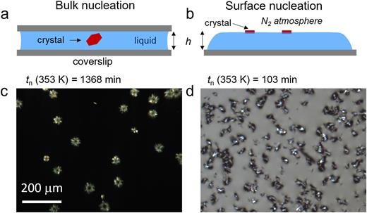 Surface-enhanced crystal nucleation and polymorph selection in ...