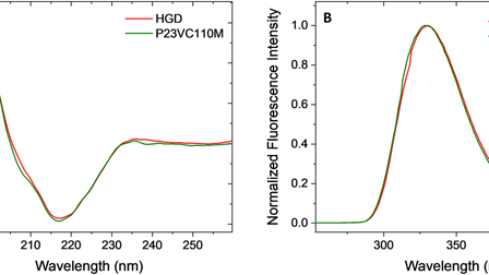 Polymorphic protein phase transitions driven by surface anisotropy ...