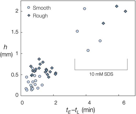 Relationship between the time spent in the growth phase and height of the critter legs.