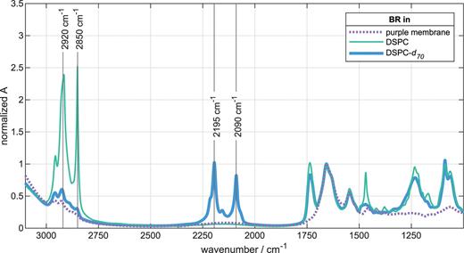 FTIR absorption spectra of BR in the purple membrane (purple), reconstituted into DSPC lipids (green) and DSPC-d70 lipids with fully deuterated lipid chains (blue). The bands at ∼2850 and ∼2920 cm−1 mainly originate from the symmetric and antisymmetric CH2 stretching modes of the DSPC alkyl lipid chains. Deuteration shifts the lipid chain bands to 2090 and 2195 cm−1, which are the symmetric and antisymmetric stretching modes of CD2.
