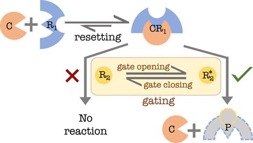 Scheme for a gated chemical reaction between two reactants R1 and R2, catalyzed by C. In the first step, the catalyst initiates the reaction by binding reversibly with R1 to generate CR1, a metastable intermediate: C + R1 ⇆ CR1. In the second step, CR1 reacts selectively with R2⋆ (the reactive or open-gate state of R2) to generate the product P and liberate the catalyst: CR1+R2⋆→C+P. This step can be modeled by gated drift-diffusion, while the unbinding of C from R1 is essentially resetting.