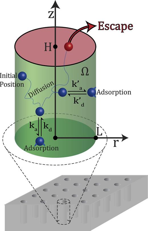 A perforated surface with cylindrical holes. A small part of the surface is shown, in which one of the holes is enlarged: A cylinder of radius L capped by parallel planes at z = 0 and z = H. The top disk at z = H is absorbing (escape region in red), whereas the bottom disk at z = 0 and the cylindrical wall are adsorbing (green), with reversible binding kinetics. Here, ka and kd are the adsorption and desorption constants for the bottom disk, and ka′ and kd′ are the adsorption and desorption constants for the cylindrical surface.