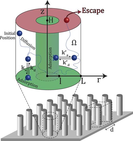 A surface with a periodic array of nanopillars. A small part of the surface is shown, in which the periodic cell, drawn in dashed lines, is a rectangular cuboid that we approximate by a cylindrical cell. Such a cylindrical cell is drawn around one of the pillars and enlarged. The radius of the cell is L=d/π, where d is the distance between adjacent pillars. The pillar is a cylinder of radius l capped by parallel planes at z = 0 and z = H. The top annulus at z = H is absorbing (escape region in red), whereas the bottom annulus at z = 0 and the inner cylindrical wall are adsorbing (green). Here, ka and kd are the adsorption and desorption constants for the bottom annulus, respectively, and ka′ and kd′ are the adsorption and desorption constants for the pillar surface, respectively.
