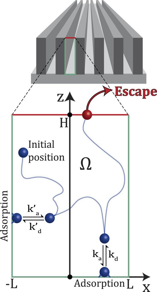 Adsorbing grooved surface. A small part of the surface is shown. The walls separating the grooves are of height H, and the distance between any two walls is 2L. One of the grooves is enlarged, and the problem is effectively the escape from a two-dimensional rectangular compartment. The top side at z = H is absorbing (an escape region in red), whereas the other three sides are adsorbing (green). Here, ka and kd are the adsorption and desorption constants for the bottom edge, respectively, and ka′ and kd′ are the adsorption and desorption constants for the left and right edges, respectively.