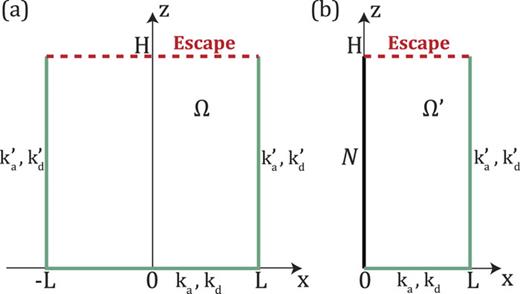 (a) A schematic illustration of a rectangular domain Ω=(−L,L)×(0,H)⊂R2 with one absorbing edge (an escape region on the top) and three adsorbing edges with reversible binding kinetics characterized by ka and kd (bottom) and ka′ and kd′ (left and right). (b) An equivalent twice smaller domain Ω′ = (0, L) × (0, H) with a reflecting edge replacing the adsorbing edge on the left (Neumann boundary condition denoted by N).