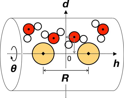 Schematic illustration of water molecules around two solute particles in the cylindrical coordinate system (d, θ, h). The axis h passes through two centers of solutes (orange circles), d is the distance from the axis h, and θ is the azimuth. The origin of the coordinate system is set to the midpoint of the two centers of solutes. The red circles represent oxygen atoms of water molecules. The equilibrium distributions of oxygen atoms averaged over θ are depicted on the h–d plane.