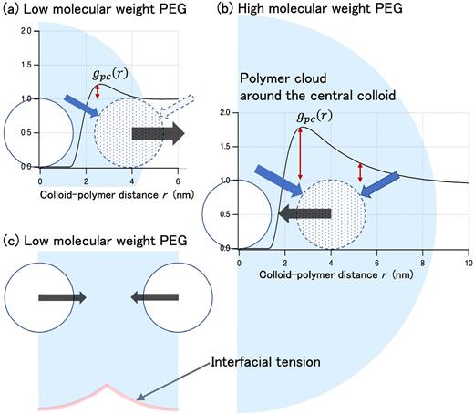 Adsorption of polymers on colloids results in a short-range repulsion against the other colloids due to the collision pressure of the polymers on the colloids, in addition to both the colloid–colloid attraction due to the interfacial tension. (a) and (b) The schematic images of polymer adsorption (blue translucent partial circle) to a colloid (white circle with a black solid line) based on the pair distribution function between polymer and colloid gpcr for the baseline model upon the addition of (a) 1 kg/mol PEG and (b) 35 kg/mol PEG (T = 279 K, CPEG = 30 mg/ml). The polymer cloud around the central colloid is depicted using the distance r where gpcr is larger than 1. The shaded circle with a blue broken line indicates a test colloidal particle inserted into the polymer cloud surrounding the central colloid. (c) Schematic picture of two colloids separated by 6 nm from each other and low molecular weight polymers adsorbing to each colloid. The blue and black arrows in these figures indicate the polymer collision forces acting on the colloid surface and the full polymer-induced forces, which also include the interfacial tension. The former is estimated based on the height of gpcr that is indicated by the red bidirectional arrows. The latter, the direction of the total polymer-induced force, is depicted based on the gradient of VccPolymerr with respect to r [Fig. 1(b)].