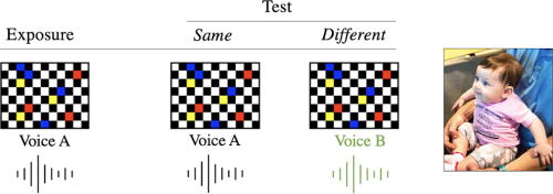 Example of the exposure and test phase stimuli used in the visual fixation procedure.