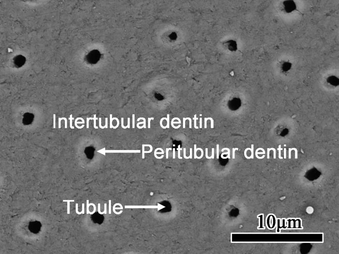 Three-dimensional microstructure characteristics and evolution on ...