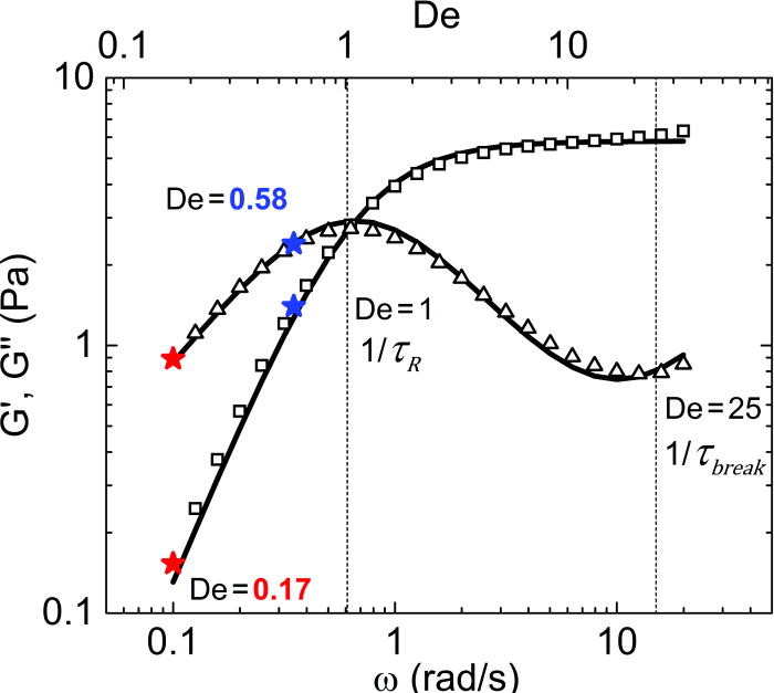 Understanding steady and dynamic shear banding in a model wormlike