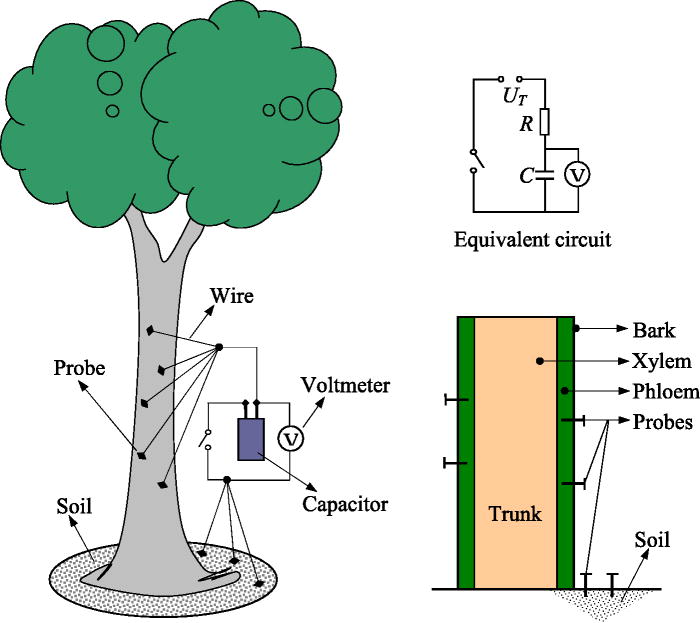 Improving the efficiency of harvesting electricity from living trees ...