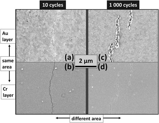 FIG. 7. SEM images of Cr–Au after 10 (a) and (b) and 1000 (c) and (d) cycles to 2% maximum strain. (a) and (c) Au layer. (b) and (d) underlying Cr-layer at the same regions, imaged after chemical removal of Au. Note: the scale bar in the center is valid for all depicted micrographs.