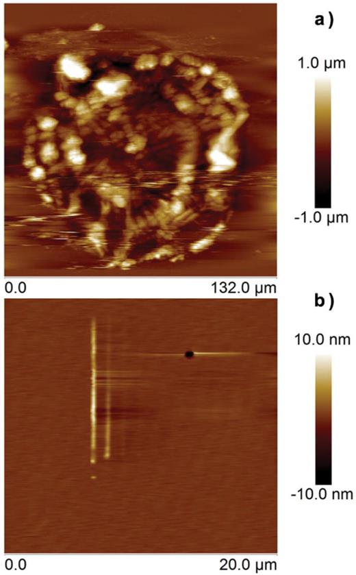 Fig. 2. (Color online) Surface modifications induced by a negatively biased AFM tip on epitaxial film of La0.67Ba0.33MnO3-δ (Ref. 19). (a) Outgrowths induced by slow write speeds (1.6 μm/s). (b) Controllable and reproducible lines written with faster write speed (16 μm/s). Figure previously published in Tanyi et al., AIP Adv. 4, 127129 (2014).