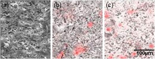 Fig. 3. SEM and EDX analysis of pure nanocellulose and AlNiCo-nanocellulose composite aerogels taken at 500× magnification. Samples were flattened and sputter coated with 10 nm of gold to eliminate charging effects. Red coloration is derived from EDX measurements of iron concentration and indicates the local presence of AlNiCo, a magnetic alloy composed of roughly 50% iron, within the sample. (a) SEM image of pure nanocellulose aerogel. (b) SEM/EDX image of AlNiCo composite formed using as-purchased AlNiCo. (c) SEM/EDX image of AlNiCo-nanocellulose composite using finely ground AlNiCo.