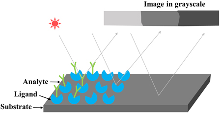 Imaging ellipsometry biosensor: Basic theory, principles of operation ...