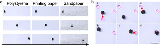 Magnetically actuated motion and droplet transport process of HMSR. (a) Process of HMSR rolling on the surface of PS sheet, printing paper, and sandpaper. (b) Process of HMSR capturing and transporting liquid droplets on the surface of the PS sheet. Scale bars: 10 mm.