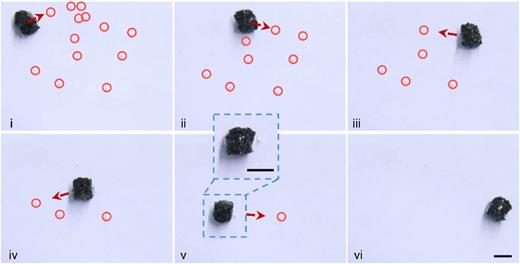 Removal of microparticles by HMSR. Scale bar: 5 mm.