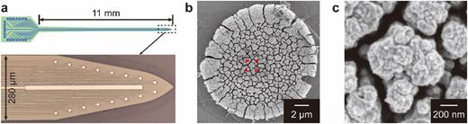 Microscopic images of electrodes and surface modification. (a) Schematic of electrode design (top) and microscopic photograph of electrode tip (bottom). (b) Scanning electron microscope (SEM) images of electrode sites modified with PtNPs at micrometer scale. (c) SEM images of electrode surface at nanometer scale.