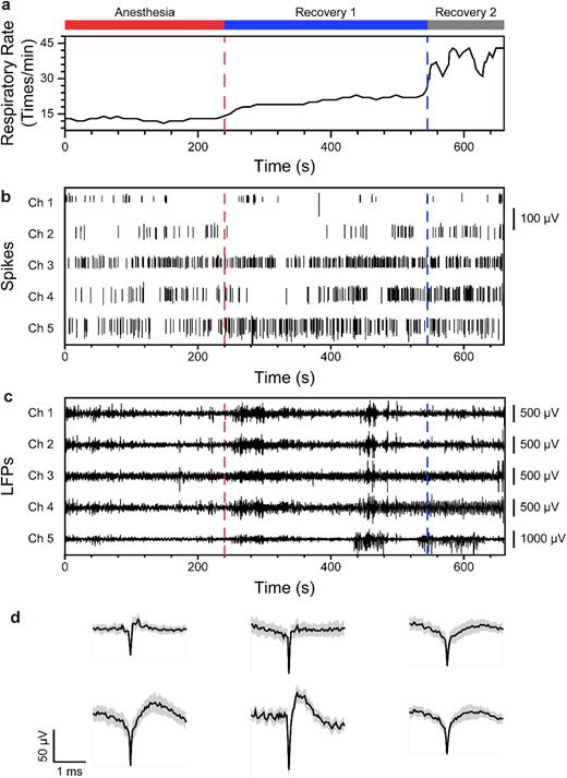 Recorded respiratory rate and electrophysiological signals. (a) Respiratory rate curve of the monkey over a 660 s period from anesthesia to recovery. The monkey began breathing air at 240 s, and, on the basis of the respiratory rate, the recovery phase was divided into two periods. (b) The spike signals of neurons from three different channels, with the length of the spikes representing the amplitude size. (c) LFP curves from five different channels. (d) Waveforms of six neurons, with the shaded area representing the standard deviation.