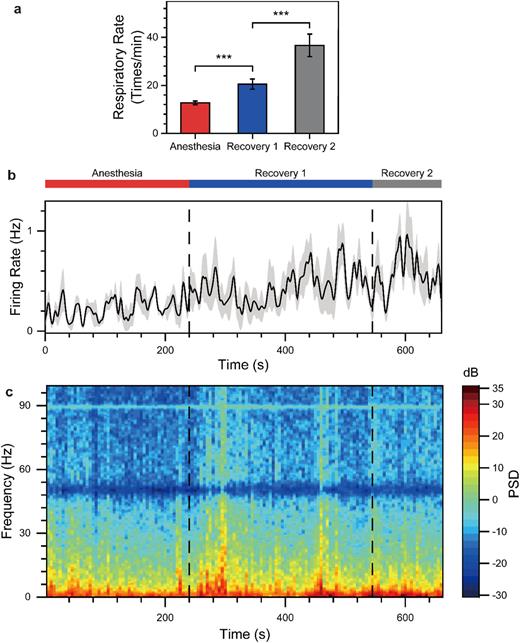 Characteristics of electrophysiological signals during the process from anesthesia to recovery. (a) Average respiratory rate in different periods (*** p < 0.001). (b) Average firing rate curve of the population of neurons, with the shaded area representing the standard error of the mean (mean ± SEM, n = 5). (c) Average power spectrum (0–100 Hz) of LFPs across different channels (n = 5).