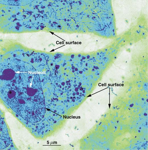  . Figure 1. Transmission micrograph of mouse 3T3 fibroblasts, a type of connective-tissue cell. The data were taken in the “water window” (photon energy 290–530 eV) with a spatial resolution of 36 nm, and clearly show features—such as nucleoli and the sharp nuclear membrane—not resolvable with optical confocal microscopy. 