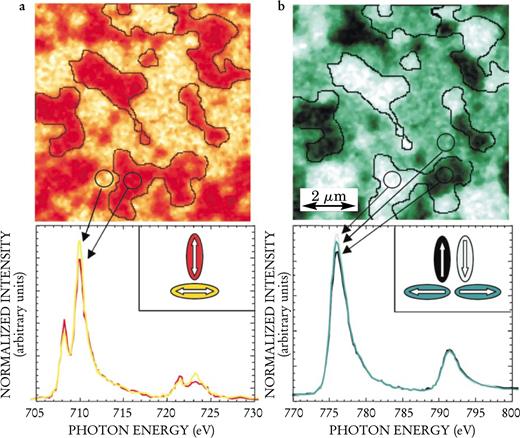  . Figure 2. Images and local spectra from a ferromagnetic cobalt layer on an antiferromagnetic LaFeO3 substrate. (a) Antiferromagnetic contrast is obtained at the iron L-edge using linear dichroism, which uses the difference in absorption of linearly polarized x rays when the electric vector of the light is parallel or perpendicular to the antiferromagnetic axis. (b) Ferromagnetic contrast is obtained at the Co L-edge using circular dichroism, which uses the difference in absorption between left and right circularly-polarized x rays. The inset arrows indicate the in-plane orientation of the antiferromagnetic axis and ferromagnetic spins. Note that the ferromagnetic Co domains align with the substrate antiferromagnetic domains, but can split into subdomains of opposite magnetization. Spatial resolution of the images is 20 nm. 